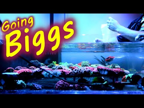 Biggs Lagoon Grand Opening And Store Tour