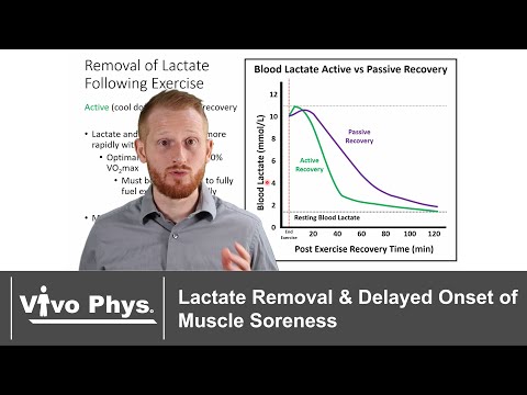 Lactate Removal and Use - Delayed Onset of Muscle Soreness