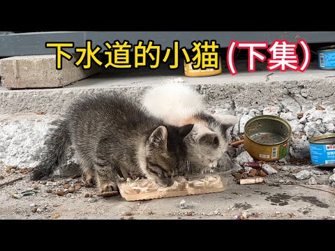 下水道的小奶猫被救上来后，它的兄弟开心的出来道谢