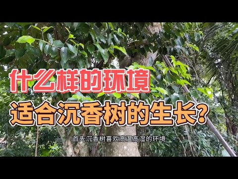 什么样的环境适合沉香树的生长