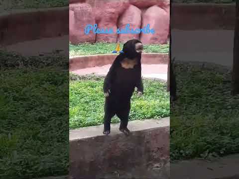 Sun bear.. #bear#animallife#animals#zoo#hyderabad#summervibes#summercamp#kids#happy#like#memories