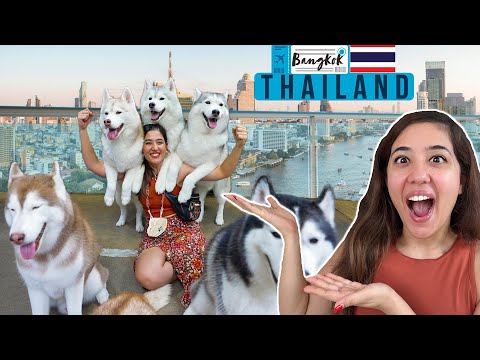 Visited the famous Husky Cafe in Bangkok | Solo Indian Girl in Thailand!  Tanya Khanijow | EP01