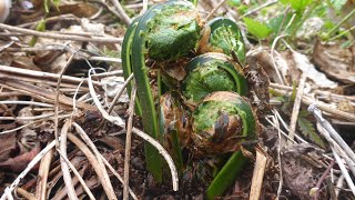 【山菜採り】こごみ採りが大漁だった