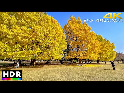 Japan walk - Tokyo Hikarigaoka Autumn Leaves • 4K HDR