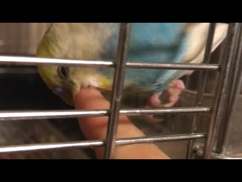 インコをなでる