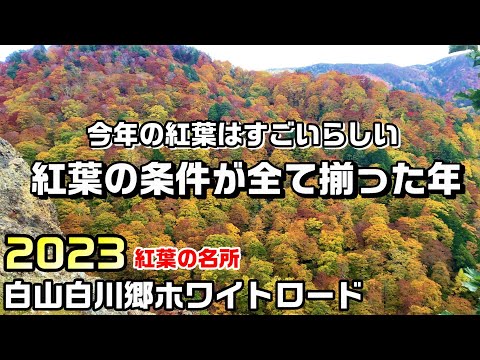 【2023白山白川郷ホワイトロード】紅葉の条件が全て揃った年の本気