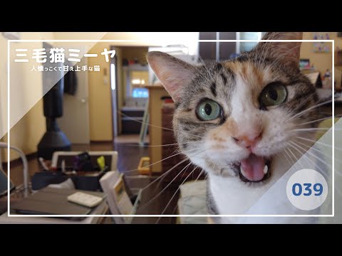 【猫好き必見！癒しの三毛猫動画】終日飼い主にベッタリ♪三毛猫ミーヤちゃん