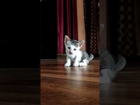 cat video//little cat video at my home