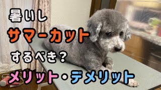 犬のサマーカットのメリット・デメリット／トリマーが教えます