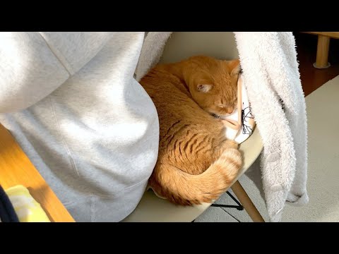 狭いけどママとくっついて寝たい猫が可愛すぎる…