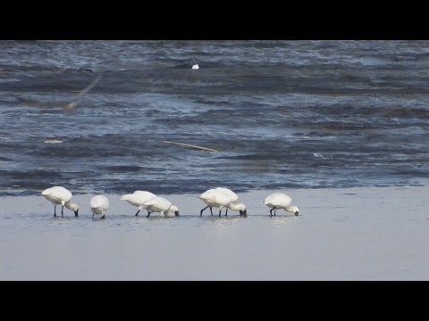 高屏溪的黑面琵鷺Platalea minor  （2024 10 30）