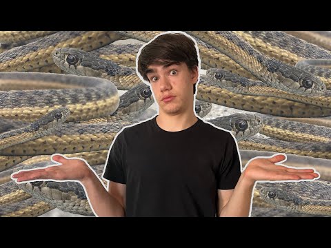 Why these snakes are EVERYWHERE