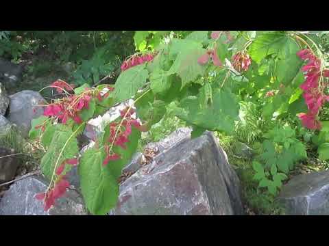 Hunt for the Ghost Flower