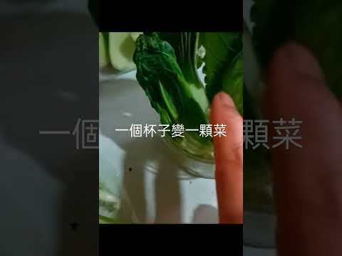 廚房魔法：舞動生命的秘密，從菜心再生中發現驚奇！