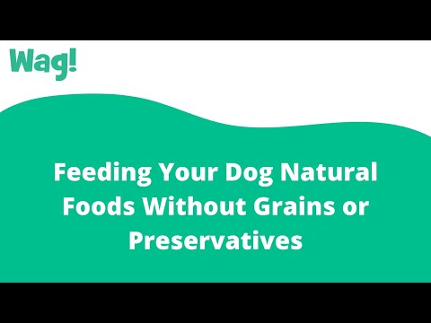 Feeding Your Dog Natural Foods Without Grains or Preservatives | Wag!