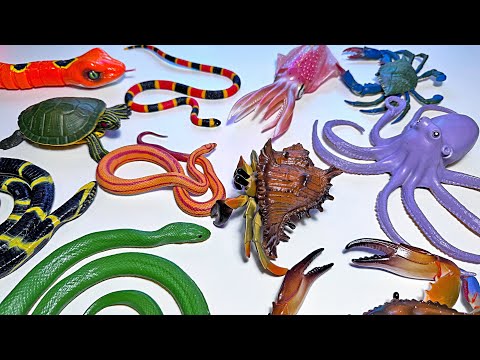 Reptiles, Crabs, Snakes, Turtles, Octopus, Squid Collection