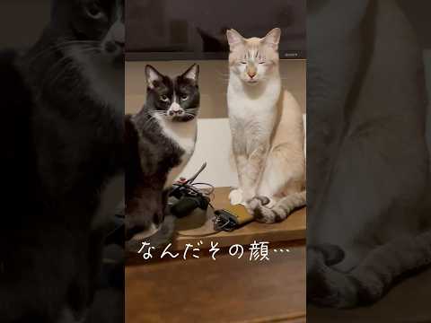 眠気とたたかう猫 #cat