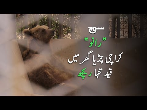 Karachi Zoo Continues to Fail its Inhabitants: The Case of Rano the Bear