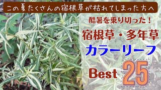 《ランキング／カラーリーフ２５品種》宿根草・多年草／おススメ順！酷暑を乗り越えた丈夫な品種限定／夏秋も退色しにくい品種