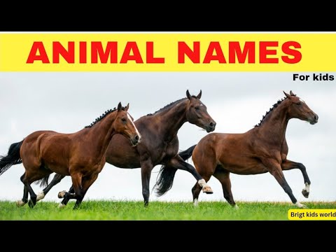 50 Animals name #animals #animalsname #animal #animalsnameforkids #animalsforkids #50animalsname