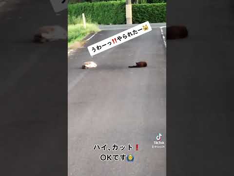 適当にアフレコしてみたw w w  #shorts #ねこ #ネコ #猫#猫動画