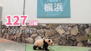 【パンダの赤ちゃん（楓浜）】走る！走る！走る！（127日齢）