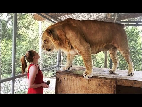 Interesting Animal Moments Caught On Camera !