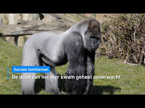 Beroemde gorilla Bokito uit Diergaarde Blijdorp in Rotterdam overleden | Hart van Nederland