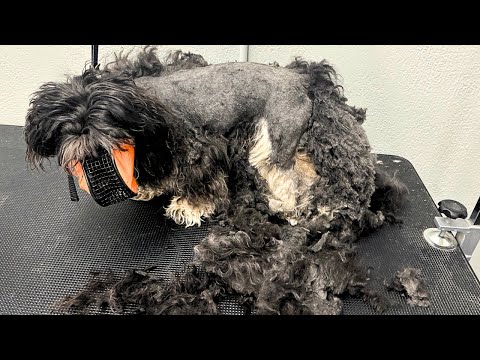 SEVERELY MATTED DOG