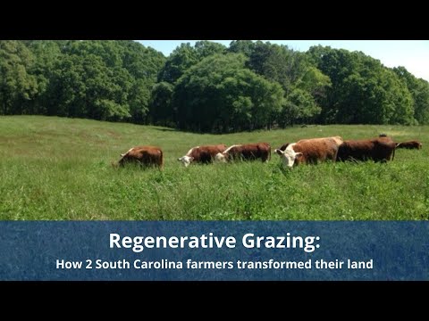 Regenerative Grazing: How 2 South Carolina farmers transformed their land