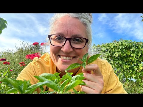 How I Pick and Preserve Fresh Basil - Super Easy Way!