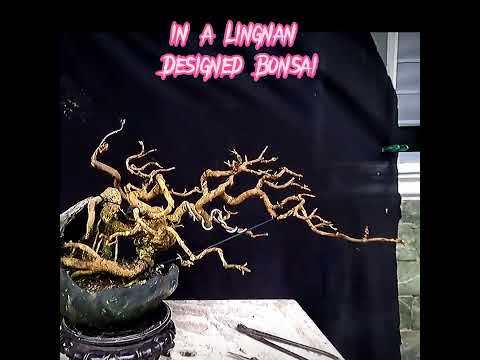 PI-YAO style bonsai bring luck to ypur bonsai garden