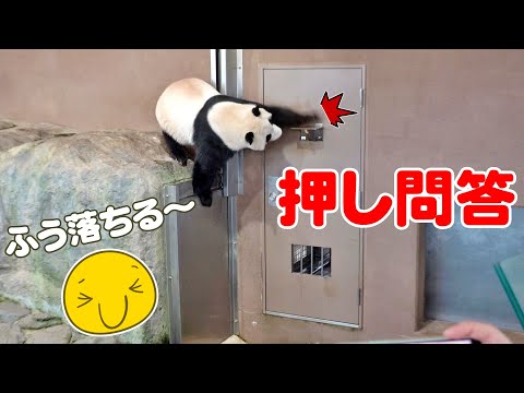 【必見】パンダ楓浜が飼育員さんと激しく押し問答！？その結果は…🤔💡