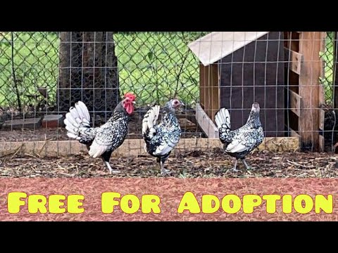 Silver Sebright Chicken for Sale | Chickens - Hens - Rooster - Chicks