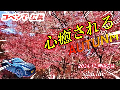 autumn 河内渓谷 心癒される🍁紅葉🍁・日本の美しい・【colors Healing BGM】、2024.12.1 siba life