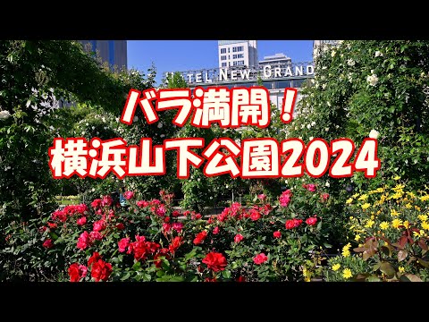 【4K】バラ満開！＠横浜山下公園2024