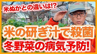 家庭菜園や農園の冬野菜栽培は米の研ぎ汁を有効活用！米ぬかとの違いや冬野菜の病気予防を解説！【農家直伝】