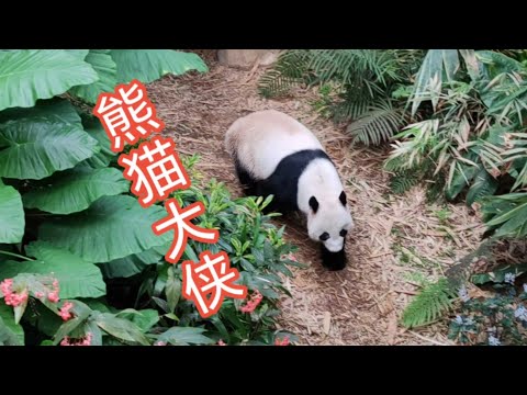 新加坡动物园看大熊猫 シンガポール動物園でパンダを観察