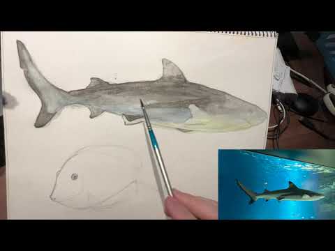 Watercolor: Blacktip Shark & Puffer fish(maybe) 水彩畫：黑鰭鯊和河豚魚（可能）