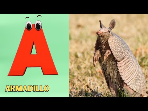 Animals ABC Song | Animals Alphabet Song | Alphabet Letters | Phonics for Kids