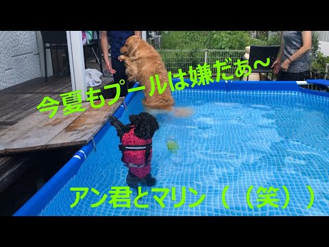 今夏こそゴールデンレトリバーマリンとトイプードルのアン君泳げるようにあるぞおーと足が付くのに怖がる犬2匹を横目に優雅にお良くチワワのカノンちゃん（（笑））