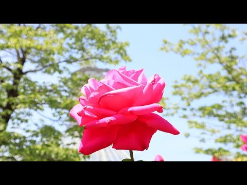 20220524　薔薇　高岡おとぎの森公園