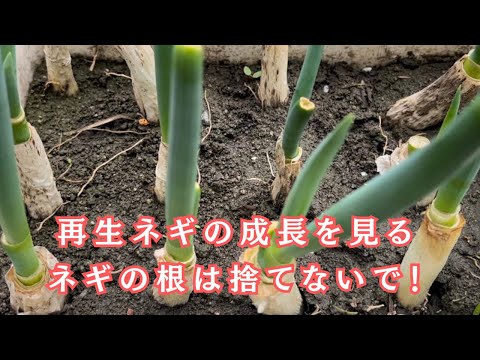 再生ネギの成長を見る！ネギの根は捨てないで！