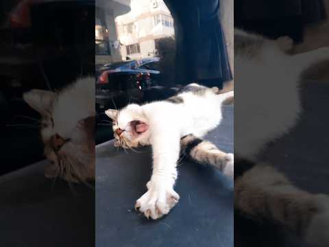 CIRCUS CAT / ЦИРКОВОЙ КОТИК 😂 #shortsvideo #кот #смешно #популярное #cat #funny #viralvideo