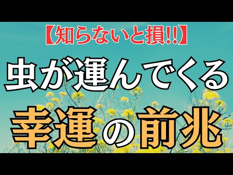 【※要チェック！】これを知ってる人は幸運体質！虫が教える高次元からのメッセージ