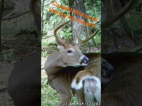 Deer Caught Licking His WHAT?!? #wildlife #whitetaildeer #trailcam