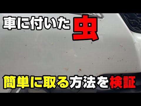 【検証】車に付いた虫　簡単に取る方法を検証します