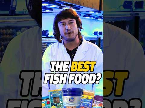 What’s the BEST fish food?! #shorts #fish #aquarium