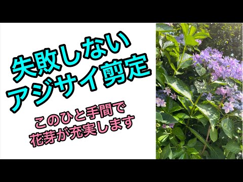 【剪定】失敗しない紫陽花　剪定　このひと手間で花芽が充実します