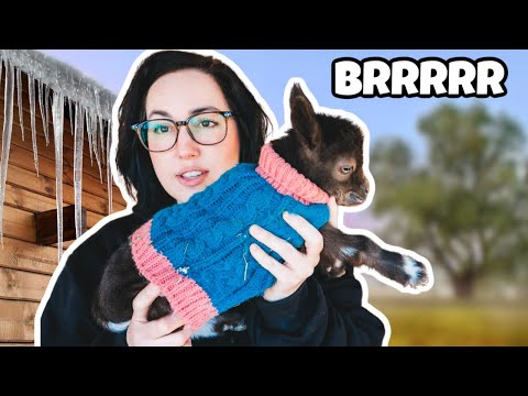 Saving the newborn goats from FREEZING temps 😬 ❄️